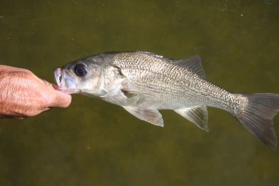 Hatcheries supply millions